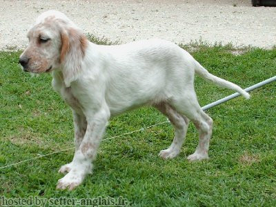 Setter Anglais DIDDL D'ISARUDY
